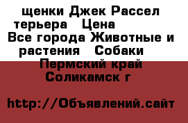 щенки Джек Рассел терьера › Цена ­ 27 000 - Все города Животные и растения » Собаки   . Пермский край,Соликамск г.